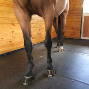 Custom Horse Stall Mats Dubai