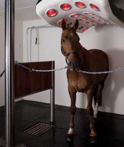 Modern Horse Stall Mats